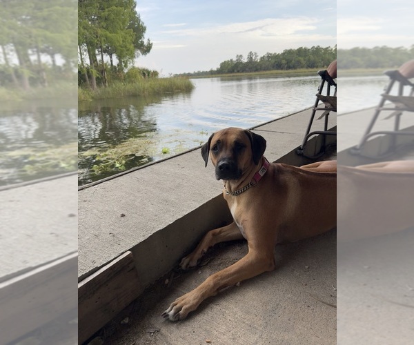 Medium Photo #6  Breeder Profile in DAYTONA BEACH, FL, USA