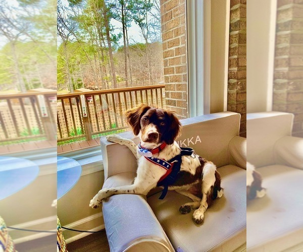 Medium Photo #186  Breeder Profile in HORTENSE, GA, USA