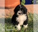 Small #13 Breeder Profile image