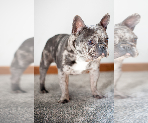 Medium Photo #1  Breeder Profile in STURGIS, MI, USA