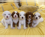 Small #1 Breeder Profile image
