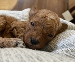 Small #3 Breeder Profile image