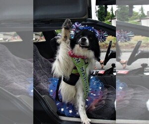 Border Collie Dog Breeder near GRANITE FALLS, WA, USA