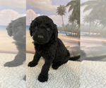 Small breeder photo