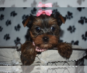 Yorkshire Terrier Dog Breeder in FAIRFAX,  USA