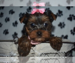 Small breeder photo