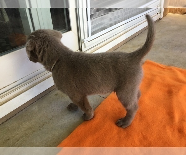 Medium Photo #18  Breeder Profile in WARNER SPRINGS, CA, USA