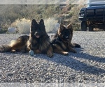 Small #17 Breeder Profile image