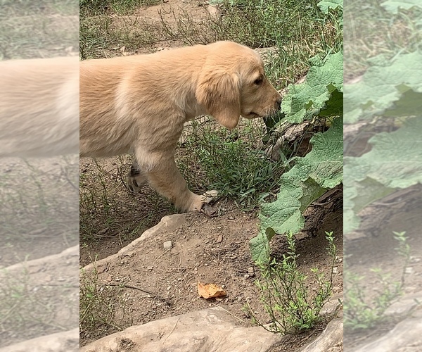 Medium Photo #25  Breeder Profile in LAKE GEORGE, NY, USA