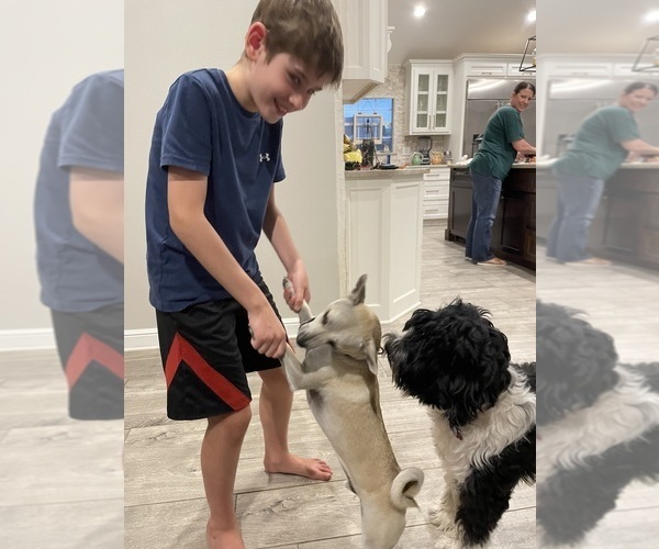 Medium Photo #38  Breeder Profile in BAYTOWN, TX, USA