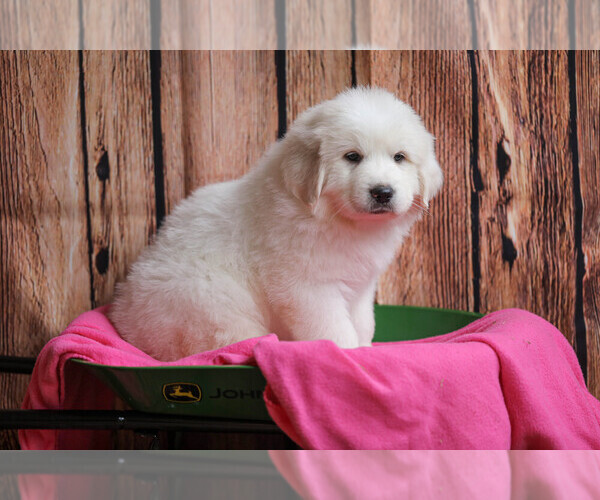 Medium Photo #66  Breeder Profile in POWDER SPRINGS, GA, USA