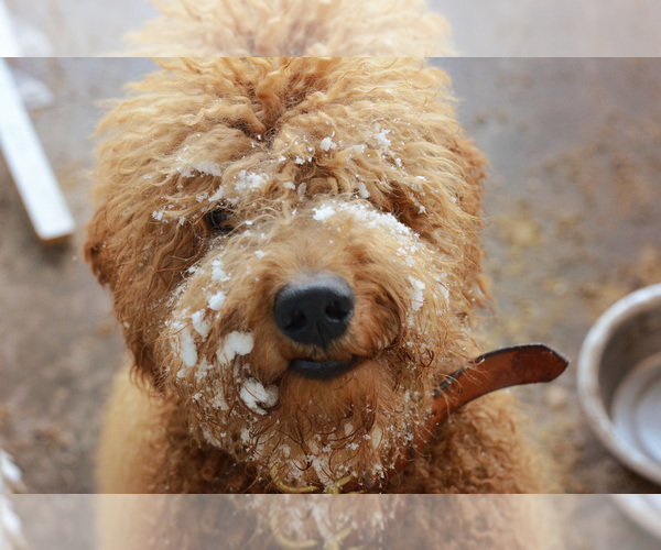 Medium Photo #1  Breeder Profile in ANDERSON DAM, ID, USA