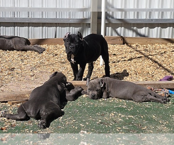 Medium Photo #8  Breeder Profile in SPRING HILL, FL, USA