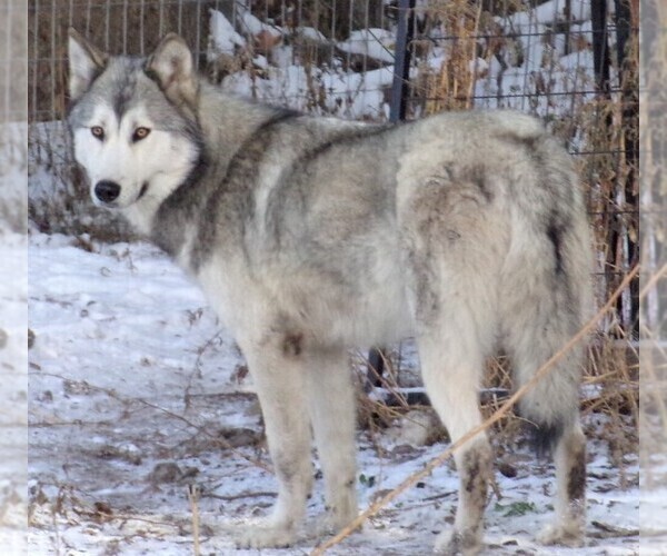 Medium Photo #2  Breeder Profile in SAINT IGNATIUS, MT, USA