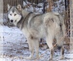 Small Photo #2  Breeder Profile in SAINT IGNATIUS, MT, USA