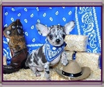 Small breeder photo