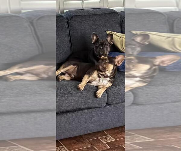 Medium Photo #7  Breeder Profile in RIALTO, CA, USA