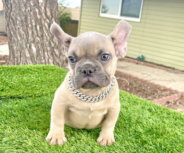 Medium Photo #3  Breeder Profile in BURBANK, CA, USA