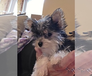 Yorkshire Terrier Dog Breeder near CROYDON, NH, USA