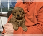 Small breeder photo