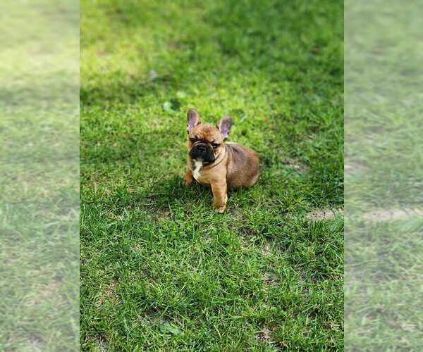 Medium Photo #5  Breeder Profile in NORTH BRANCH, MN, USA