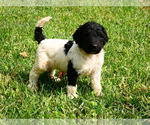Small #1 Breeder Profile image