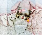 Small Photo #38  Breeder Profile in PEMBROKE PINES, FL, USA