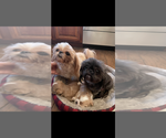 Small #3 Breeder Profile image