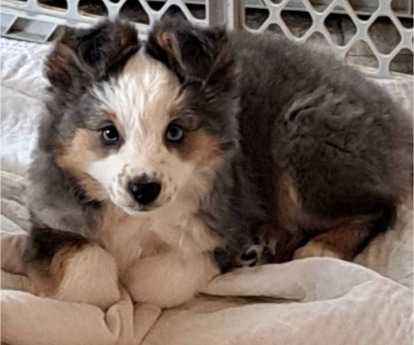 Medium Photo #22  Breeder Profile in BLACKSBURG, SC, USA