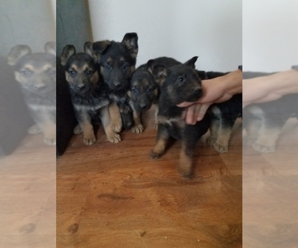 Medium Photo #1  Breeder Profile in PHILADELPHIA, PA, USA