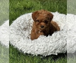 Small breeder photo