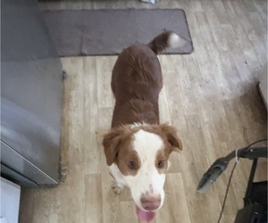 English Shepherd Dog Breeder near WOODLAND, WA, USA