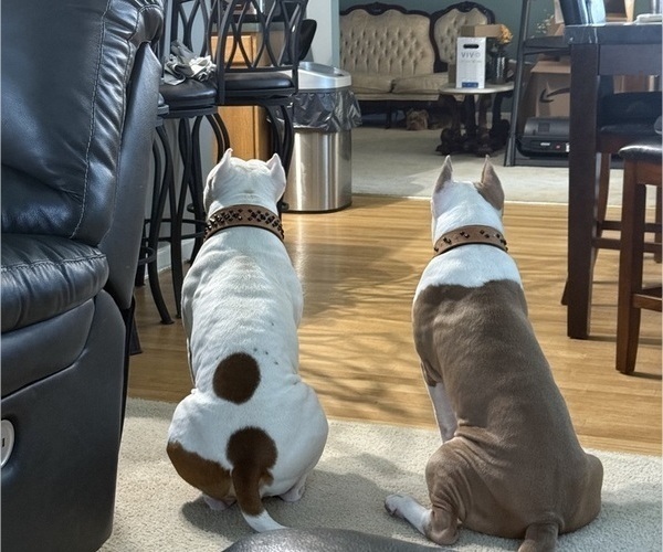 Medium Photo #9  Breeder Profile in LOGANVILLE, GA, USA