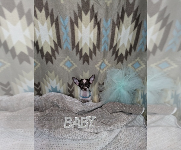 Medium Photo #1  Breeder Profile in GREENVILLE, TX, USA