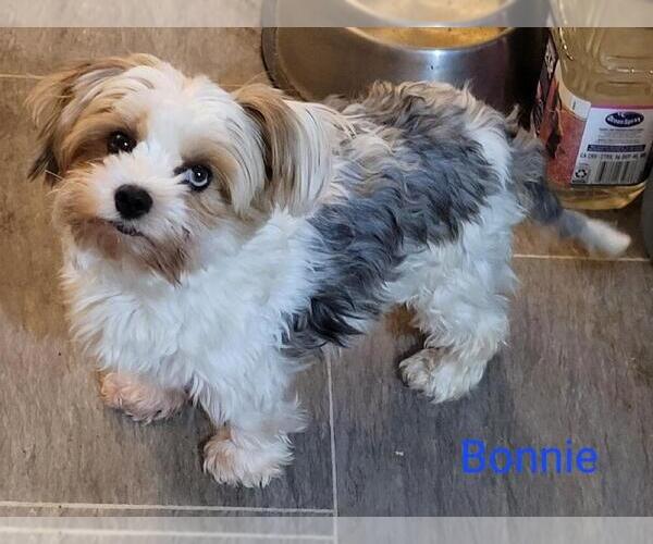 Medium Photo #6  Breeder Profile in CONKLIN, NY, USA