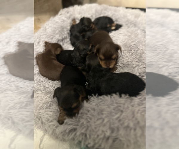 Medium Photo #4  Breeder Profile in MACON, GA, USA