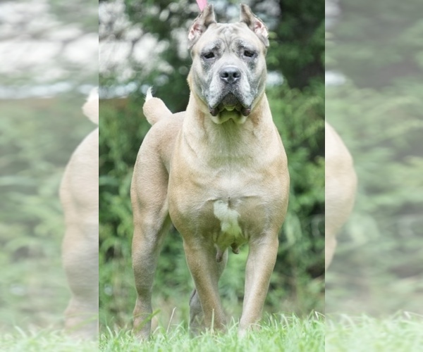 Medium Photo #4  Breeder Profile in BLADENBORO, NC, USA