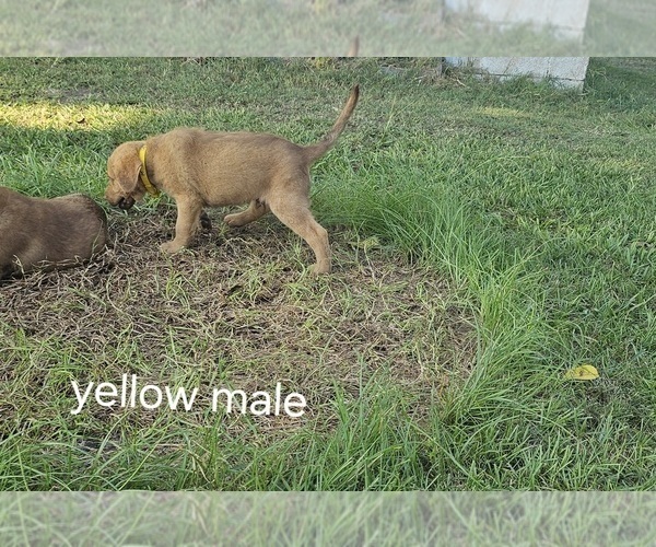 Medium Photo #3  Breeder Profile in Cordele, GA, USA