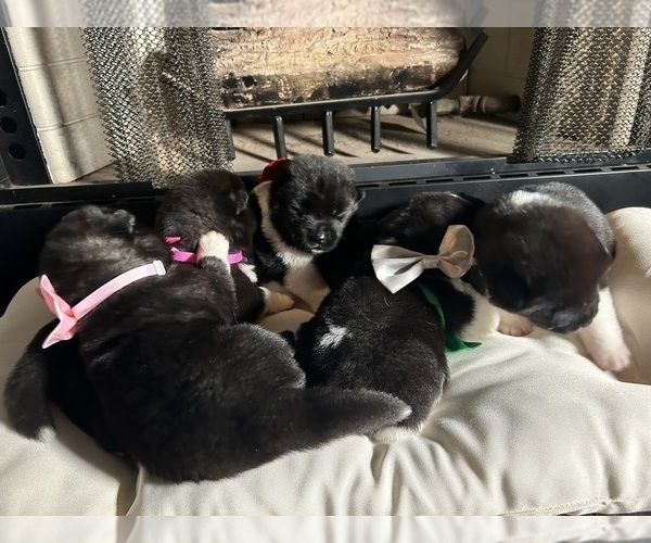 Medium Photo #34  Breeder Profile in MCDONOUGH, GA, USA