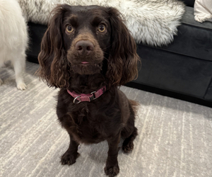 Boykin Spaniel Dog Breeder near MURFREESBORO, TN, USA