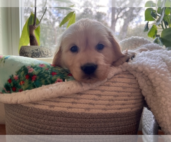 Medium Photo #1  Breeder Profile in OCALA, FL, USA
