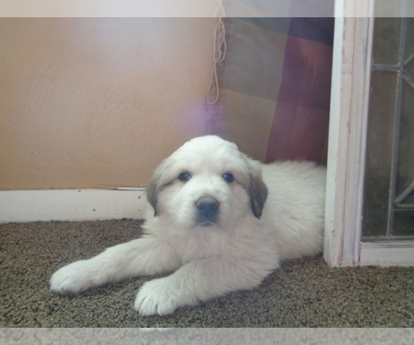 Medium Photo #1  Breeder Profile in HUNTSVILLE, IL, USA