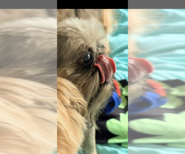 Medium Photo #10  Breeder Profile in SPRING BRANCH, TX, USA