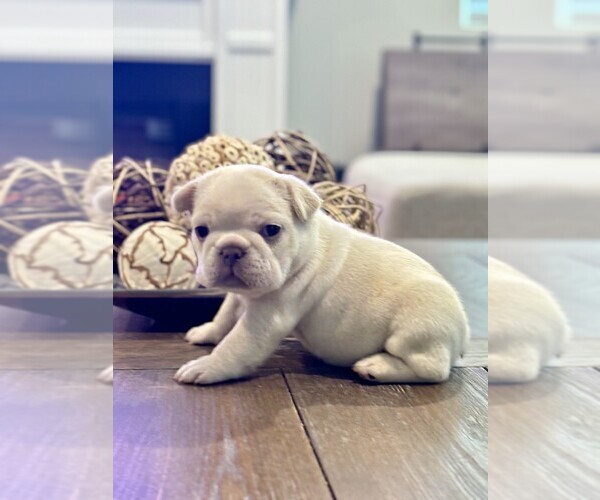 Medium Photo #12  Breeder Profile in FONTANA, CA, USA