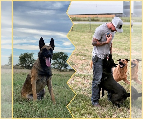 Medium Photo #1  Breeder Profile in BARTLETT, TX, USA