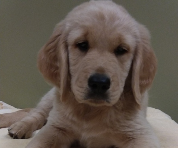 Medium Photo #12  Breeder Profile in LOOMIS, CA, USA