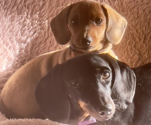 Dachshund Dog Breeder near Judbury, Tasmania, Australia