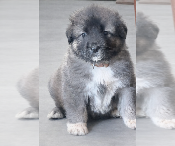 Medium Photo #1  Breeder Profile in AKELEY, MN, USA