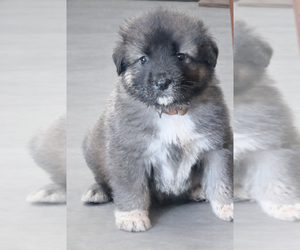 Caucasian Shepherd Dog Dog Breeder near AKELEY, MN, USA