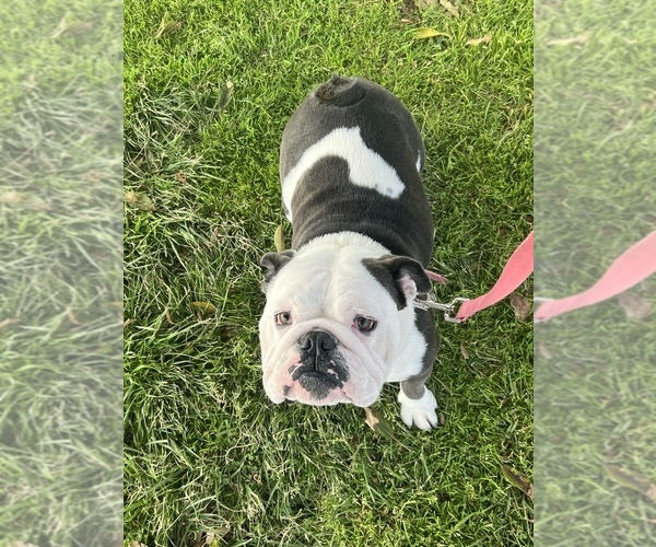 Medium Photo #1  Breeder Profile in SAN DIEGO, CA, USA